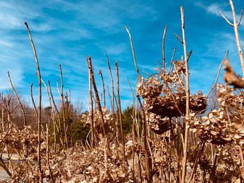 Close-up of stalks in field against blue sky