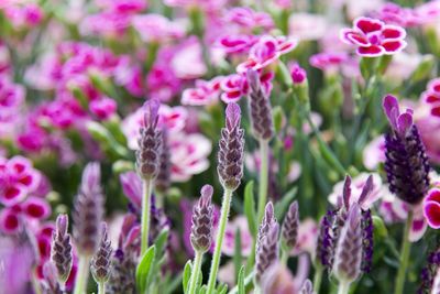 Close-up of pink flowering plants