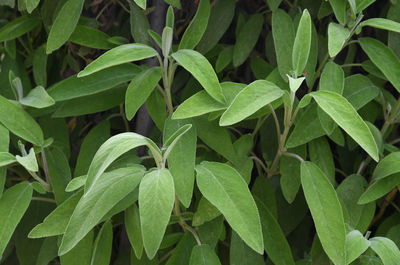 Full frame shot of green leaves