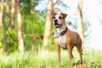 Dog standing on field