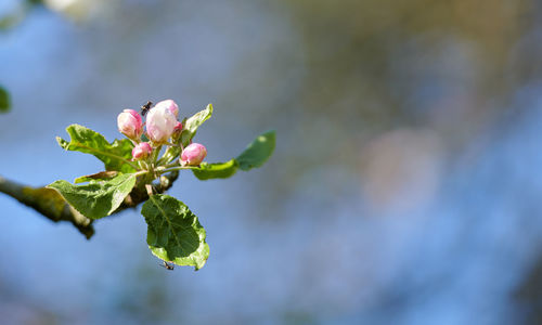 Close-up of plant