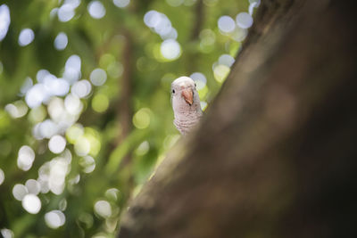 Close-up of a bird