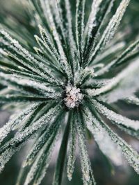 Close-up of frozen plant during winter