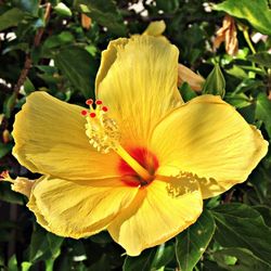 Close-up of yellow flower