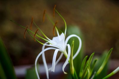 Close-up of white flower