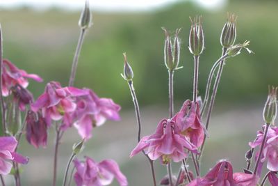 Close-up of pink flowers