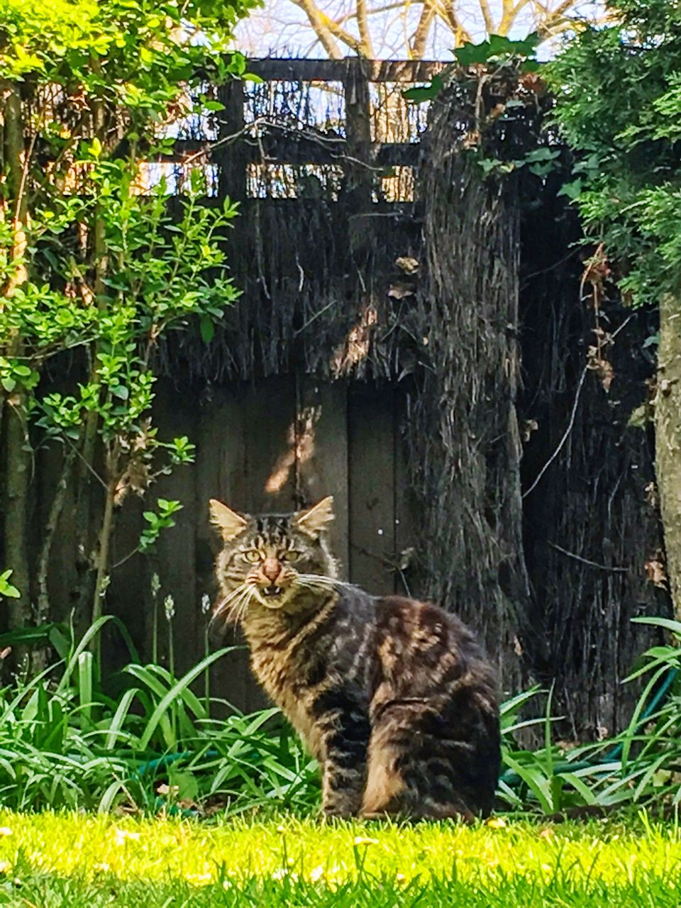 CAT SITTING ON TREE