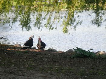 Ducks sitting on rock at lakeshore