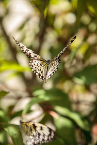 Close-up of butterfly pollinating on flower