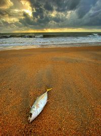View of dead fish on beach