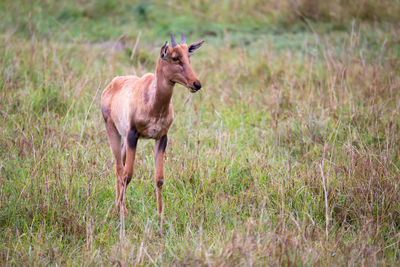 Side view of horse on field