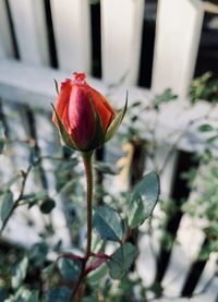 Close-up of rose plant