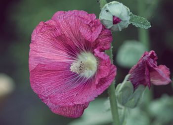 Close-up of pink flowering plant