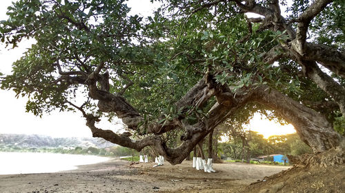 Trees on beach against sky