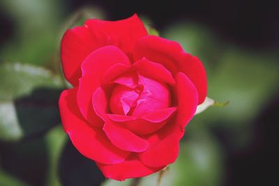 Close-up of rose blooming outdoors