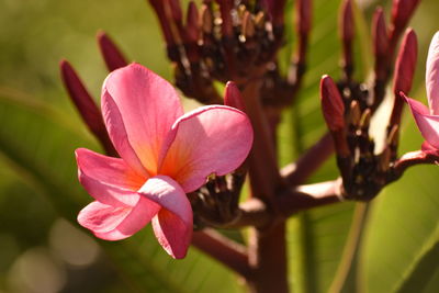 Close-up of flowers blooming outdoors