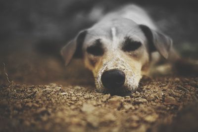 Close-up portrait of dog resting outdoors