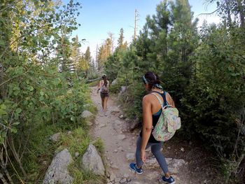 People walking on road amidst trees in forest