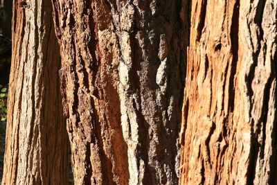 Full frame shot of tree trunk