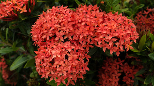 Close-up of red flowers blooming in park