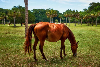 Horse standing in ranch