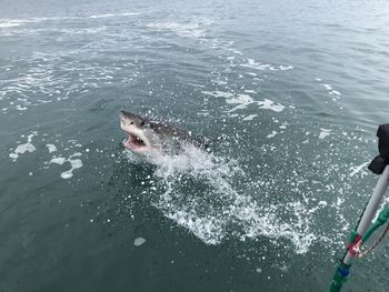 High angle view of turtle swimming in sea