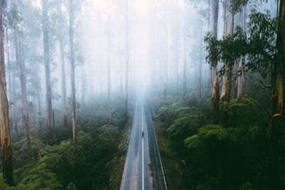 Panoramic view of road amidst trees in forest