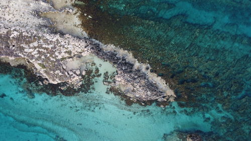 High angle view of coral in sea