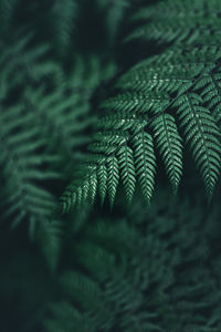 Close-up of fern