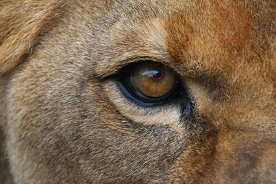 Full frame shot of lioness