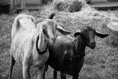 Two goats at city farm