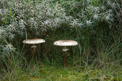 Mushroom growing on field