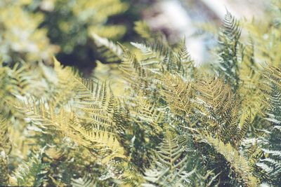 Close-up of pine tree branch