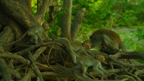 Monkeys in a forest