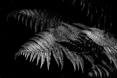 Close-up of fern leaves against black background