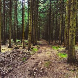 Footpath amidst trees in forest
