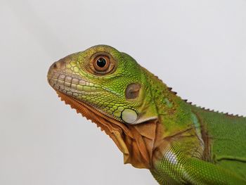 animal themes