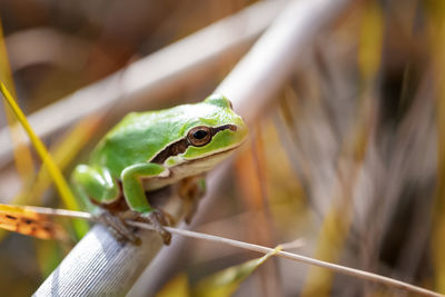 Close-up of a lizard