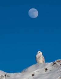 Snowy and the moon
