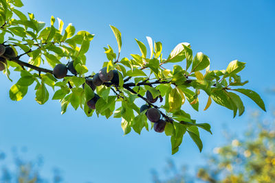 Low angle view of a tree against sky