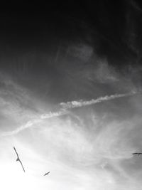 Low angle view of birds flying against sky