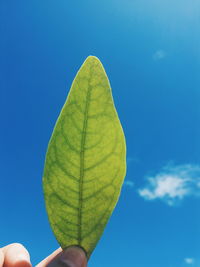 Cropped hand holding leaf against blue sky