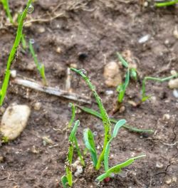 Close-up of plant growing on field