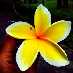 Close-up of hand holding yellow flower