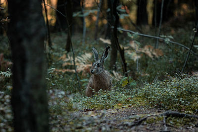 Deer in a forest