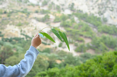 Close-up of hand holding plant