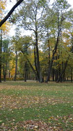 Trees in forest