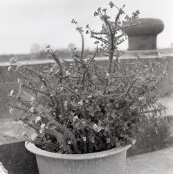 Plants growing on a tree