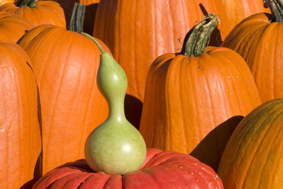 Pumpkins near hanover nh, usa