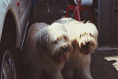 Close-up portrait of a dog